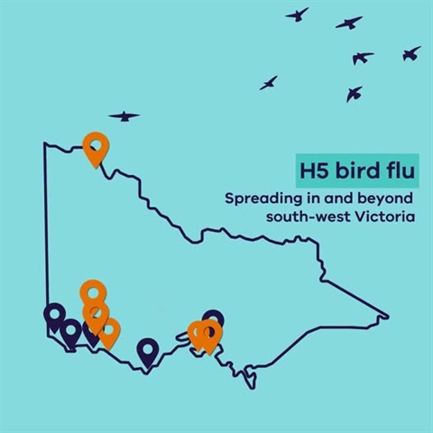 Bird-Flu.jpg