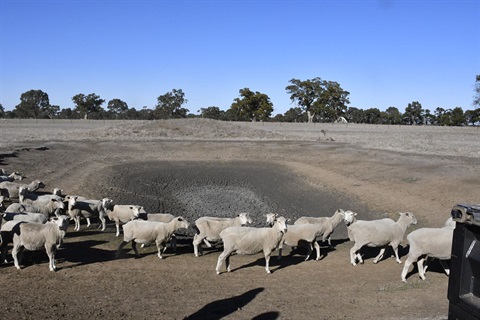 Drought-Relief.jpg